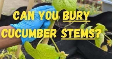 Can You Bury Cucumber Stems