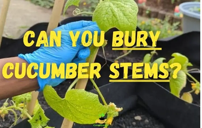Can You Bury Cucumber Stems