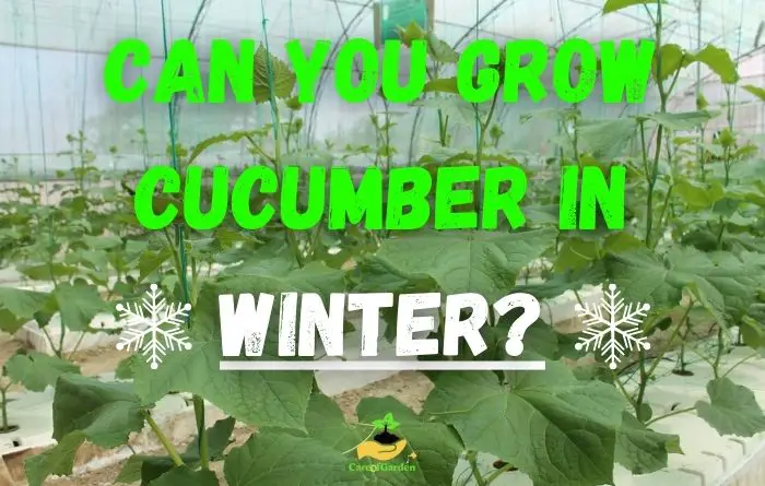 Can You Grow Cucumber In Winter