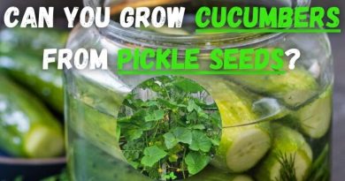 Can you Grow Cucumbers from Pickle Seeds