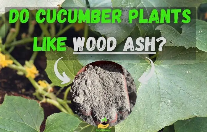 Cucumber Plants like Wood Ash