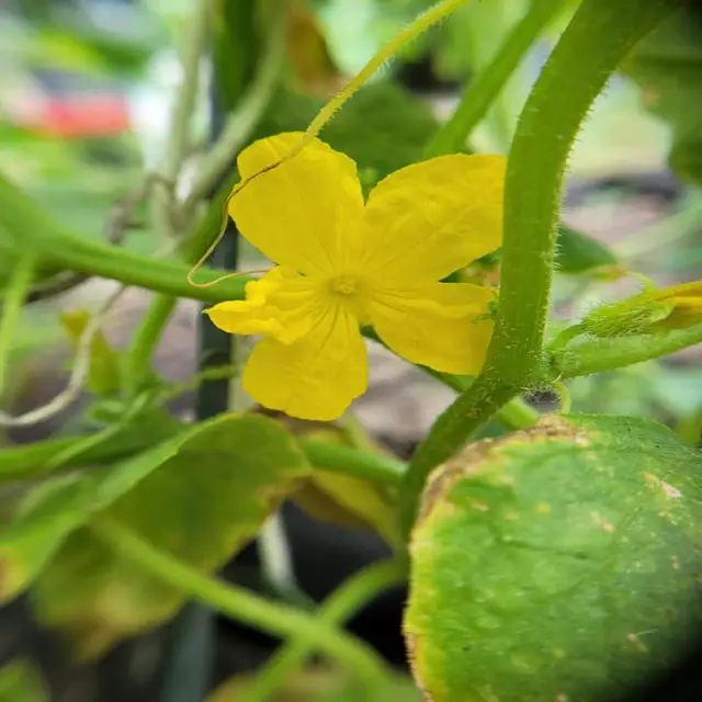 How To Encourage Male Flower Growth On Cucumber Plants