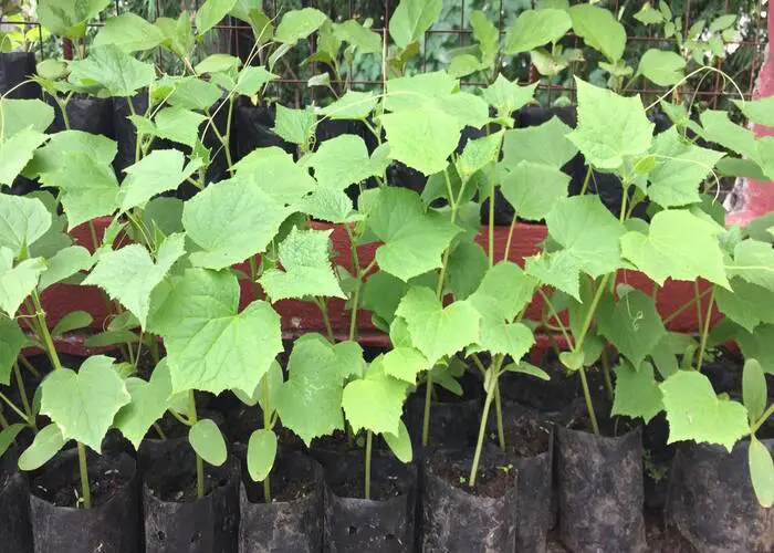 How to Fix Leggy Cucumber Seedlings
