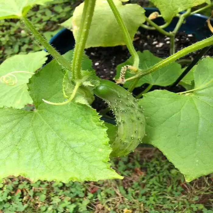 How to Identify Prickly Cucumbers