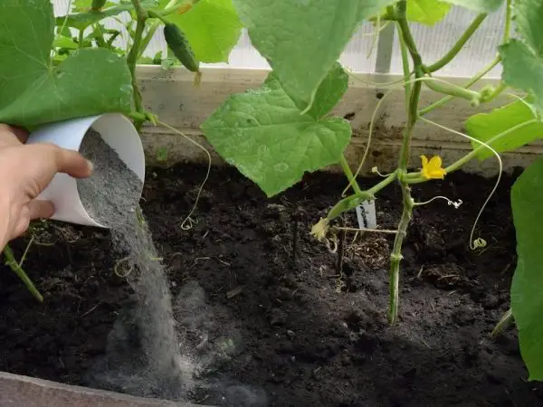 How to use Wood Ash on Cucumbers Plants