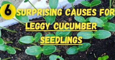 Why are Cucumber Seedlings Leggy
