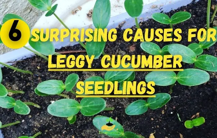 Why are Cucumber Seedlings Leggy