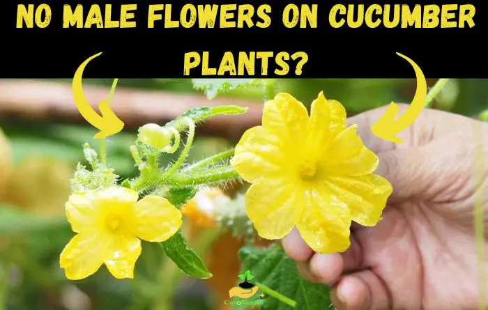 No Male Flowers on Cucumber Plants