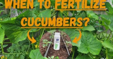 When to Fertilize Cucumbers