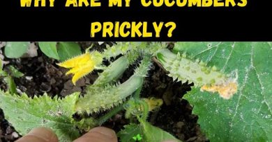 Why are Cucumbers Prickly