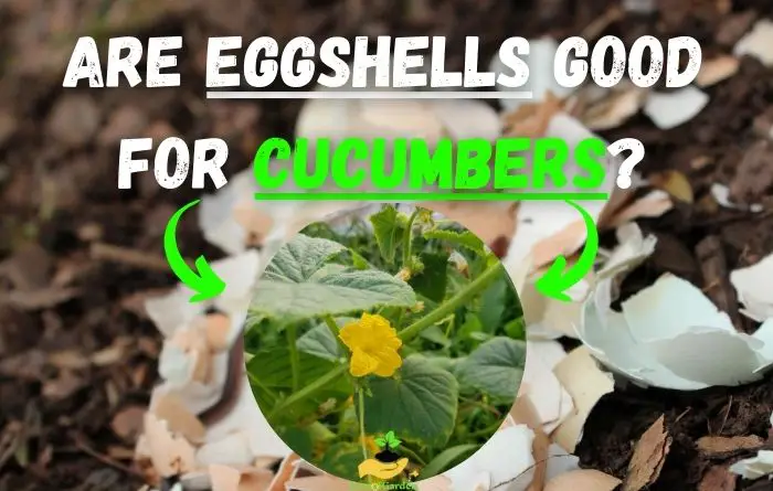 Are Eggshells Good for Cucumbers