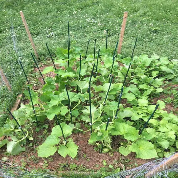 Benefits of Staking Cucumber Plants