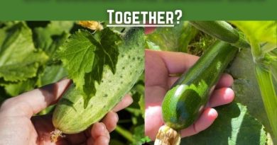 Can Cucumber and Zucchini Grow Together