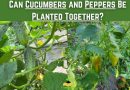 Can Cucumbers and Peppers Be Planted Together