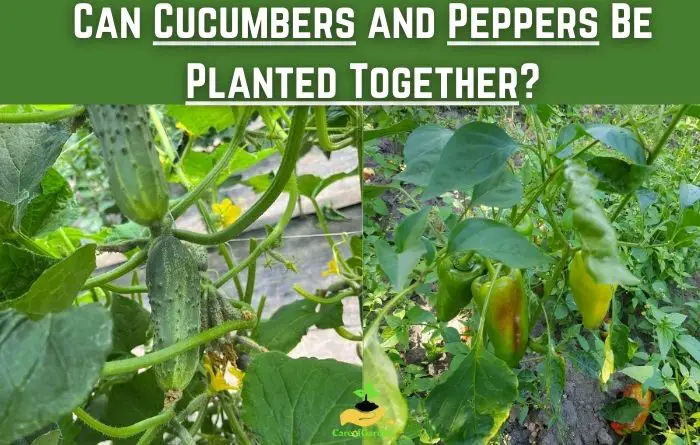 Can Cucumbers and Peppers Be Planted Together