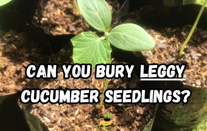 Can You Bury Leggy Cucumber Seedlings