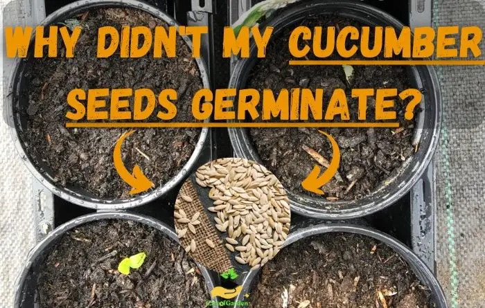 Why Cucumber Seeds Not Germinate