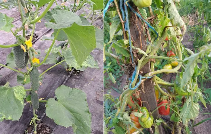 Cucumbers should not be planted with tomatoes because they will compete for these nutrients in the soil
