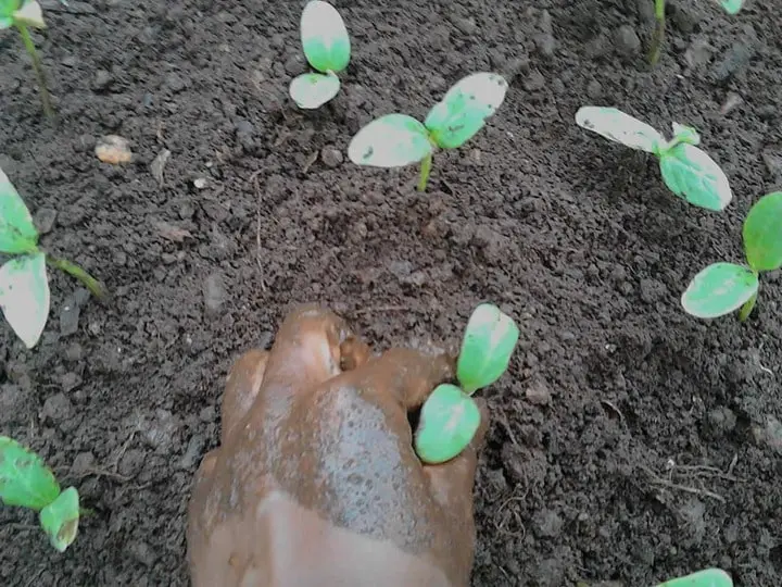 How Deep to Bury Cucumber Seedlings