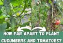 How Far Apart to Plant Cucumbers and Tomatoes
