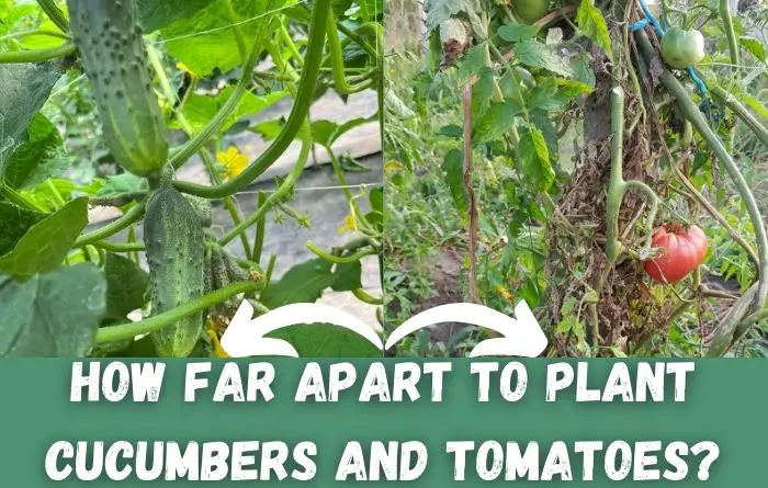 How Far Apart to Plant Cucumbers and Tomatoes