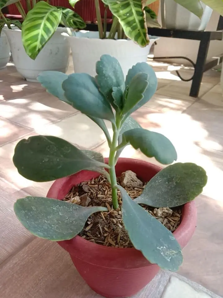 How to Identify When Kalanchoe Needs More Light