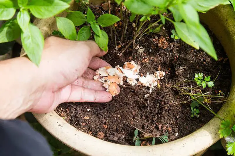 How to Prepare Eggshells for Cucumbers