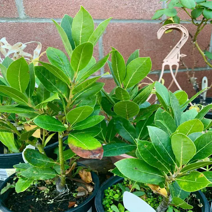 Laurel Leaves Turning Yellow due to lack of sunlight
