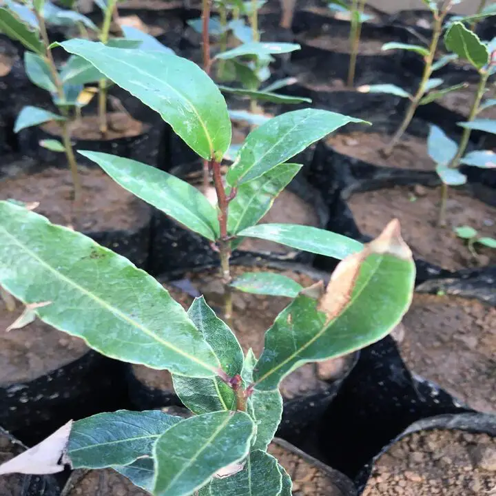 Laurel Leaves Turning Yellow due to sunburn