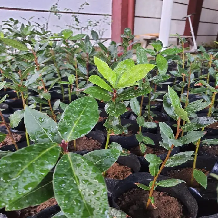 Laurel Leaves Turning Yellow due to waterlogging