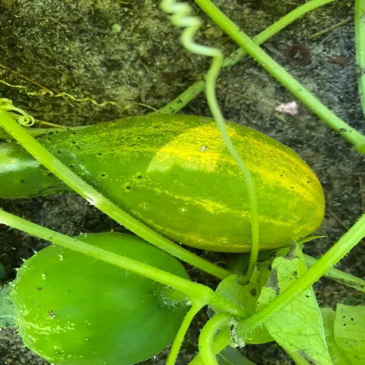Poor Pollination causes cucumber to grow round