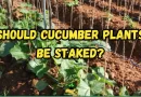 Should Cucumber Plants Be Staked