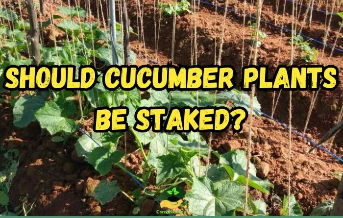 Should Cucumber Plants Be Staked