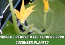 Should I Remove Male Flowers from Cucumber Plants