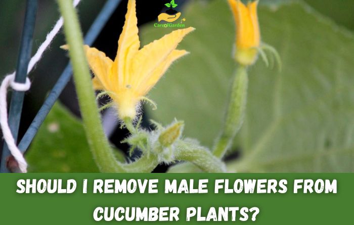Should I Remove Male Flowers from Cucumber Plants