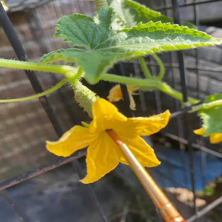 Transfer pollen to the cucumber female flowers to hand pollinate