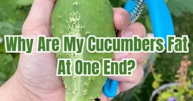 Why Are My Cucumbers Fat At One End