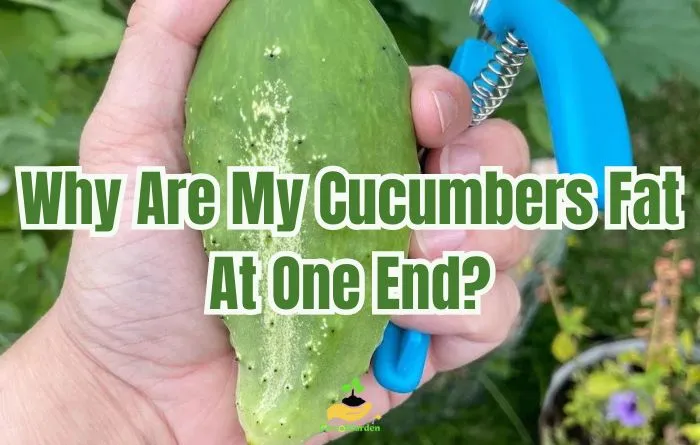 Why Are My Cucumbers Fat At One End