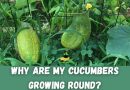 Why Are My Cucumbers Round