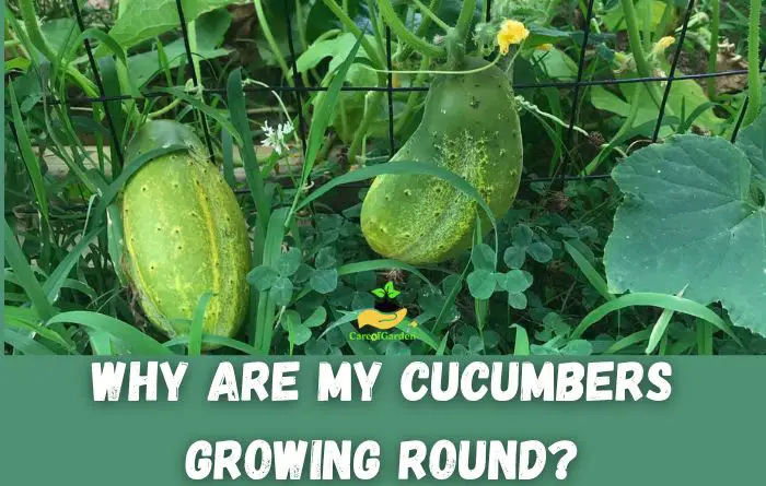 Why Are My Cucumbers Round