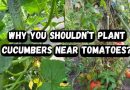 Why You Should not Plant Cucumbers Near Tomatoes