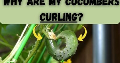 Why are My Cucumbers Curling