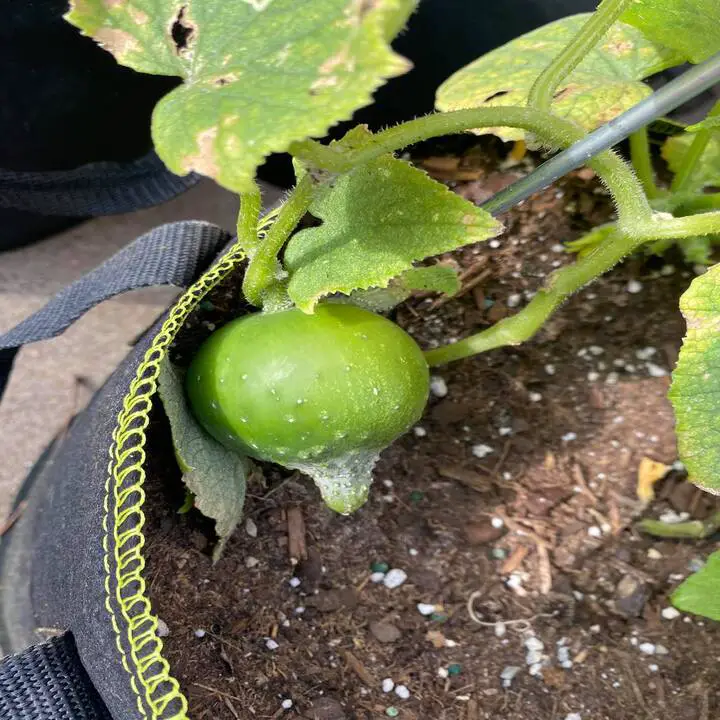 cucumber are growing round due to lack of nutrients