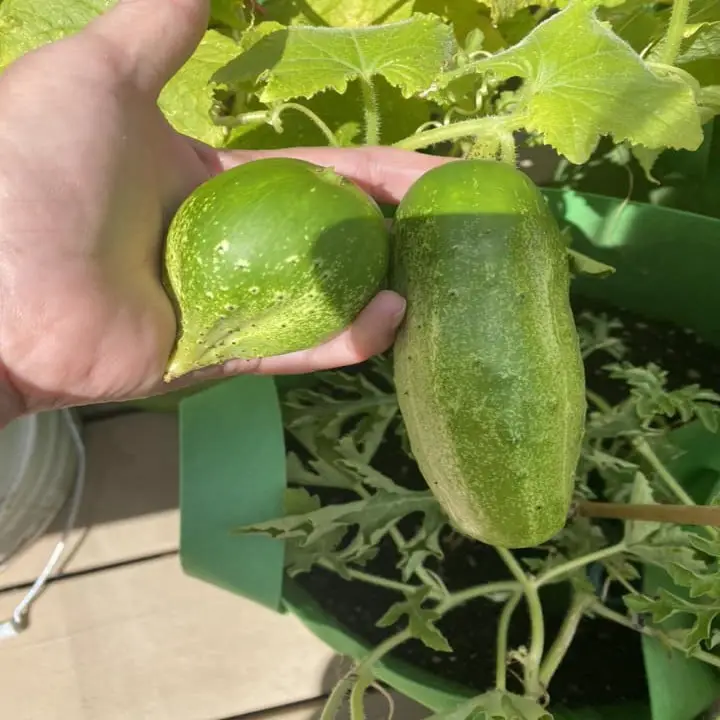 cucumber are growing round due to variety or genetics