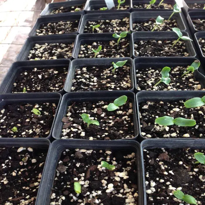 cucumber seeds don’t sprout is because of improper soil temperature