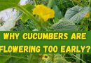 cucumber flowering too early