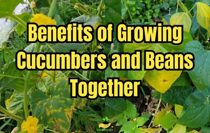 Benefits of Growing Cucumbers and Beans Together