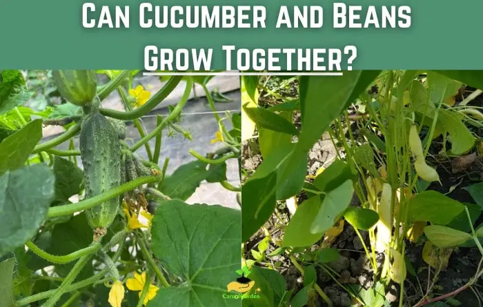 Can Cucumber and Beans Grow Together
