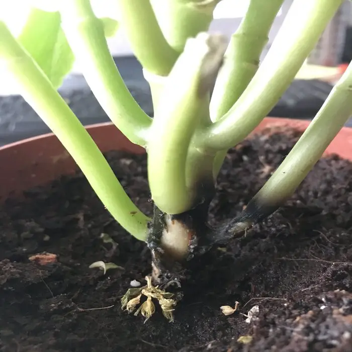 Fungal Infections causing kalanchoe stem to turn black