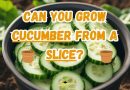 Grow Cucumber from a cucumber Slice